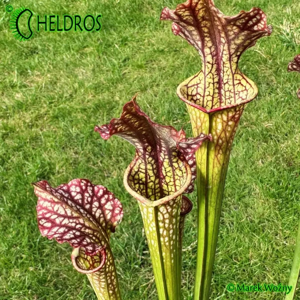 Sarracenia MK H83 easy growing Moorei clone