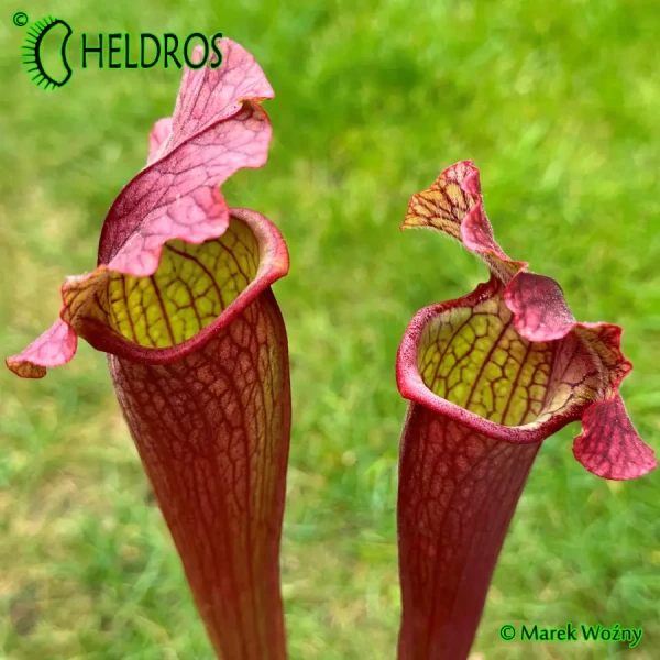 Kapturnica Sarracenia EVENDINE MK H54