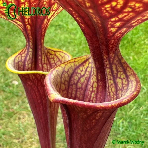 MK F47	Sarracenia Flava var. ornata  Heavy veined, red lid. Plant turns all red later in season