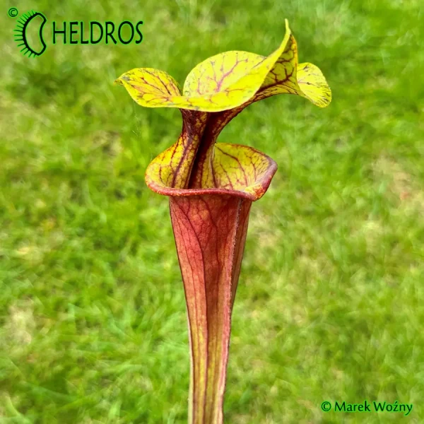 Kapturnica-MK-F25B-Sarracenia-Flava-Claret