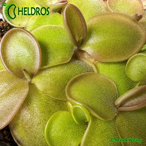 Tłustosz-Pinguicula-Moranensis-var-Rosei