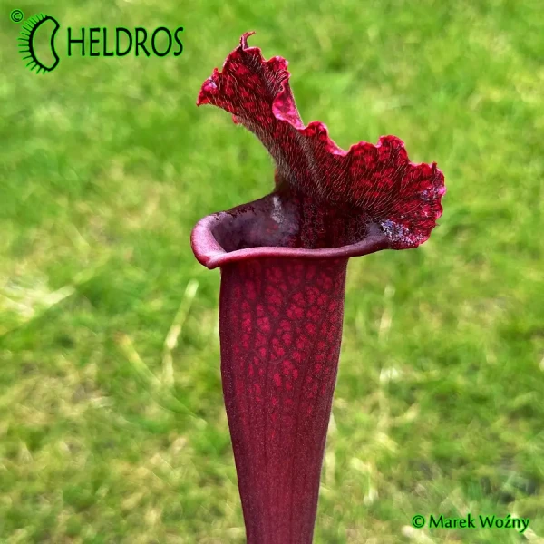 Kapturnica-Sarracenia-Juthatip-Soper-piękna-ciemna-roślina