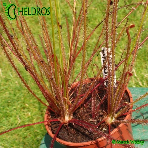 Rosiczka-Drosera-Filiformis-var-Floridiana
