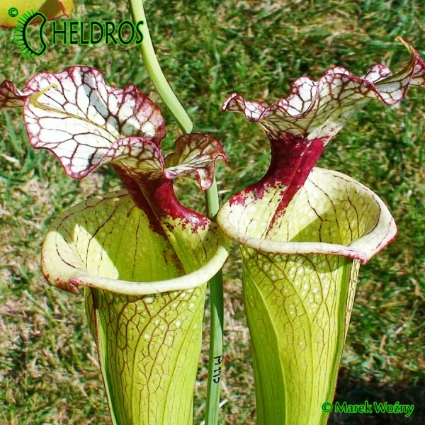 Sarracenia-Leah-Wilkerson-H112-Kapturnica-moorei