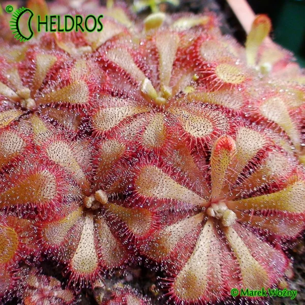 Rosiczka-Drosera-Aliciae