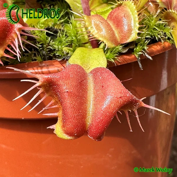 Muchołówka-Dionaea-GALAXY