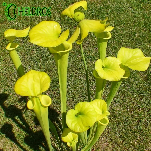 Kapturnica Sarracenia Flava var. Flava MK F228