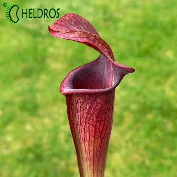 Sarracenia Alata var. nigropurpurea MK A60