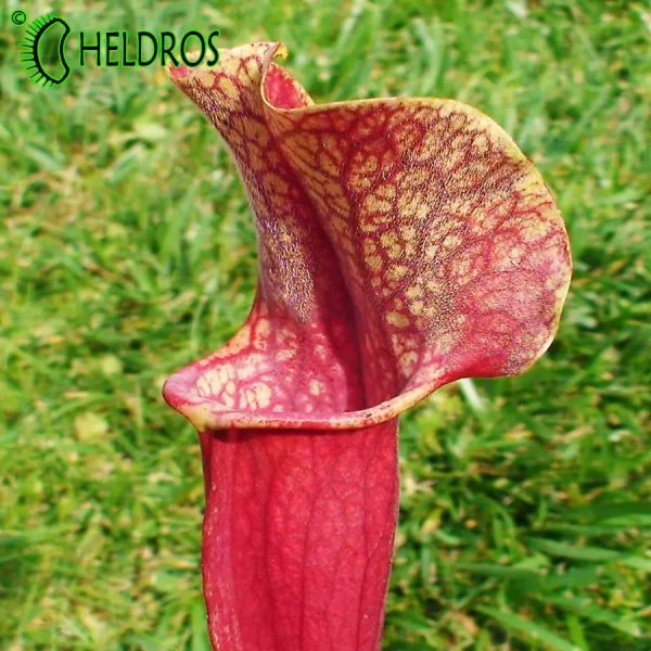 Kapturnica SARRACENIA x SMOORIE