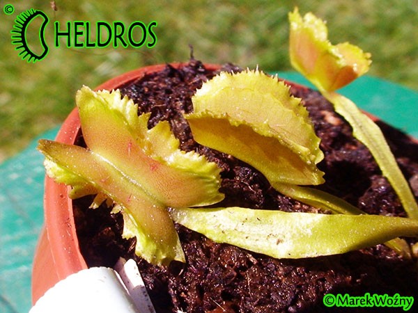 Dionaea Muscipula Muchołówka AF6 Fire Mouth