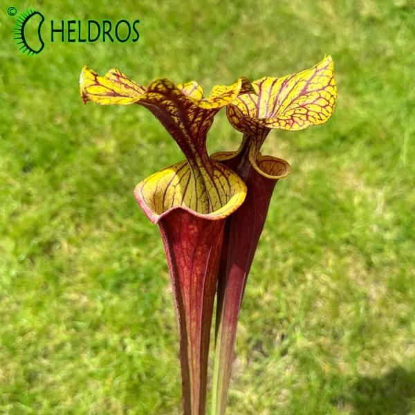 MK F55 Sarracenia Flava var. rubricorpora,very broad venation on inside of lid, Marston Exotics