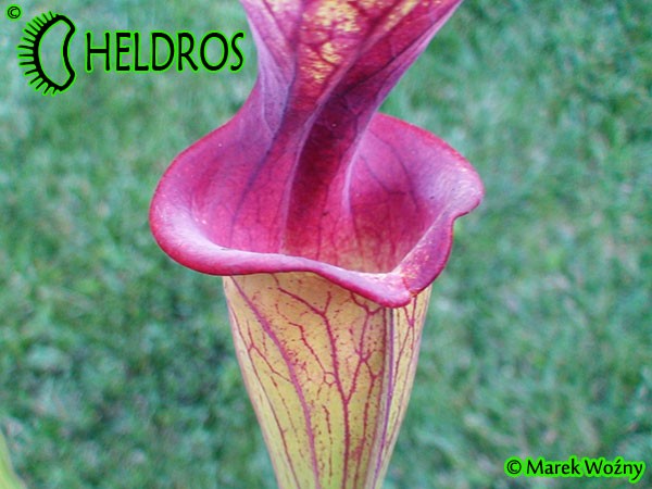 MK F88 Sarracenia Flava var. ornata, Solid red throat with diffused veins around neck, Apalachicola National Forest, FL W,PW