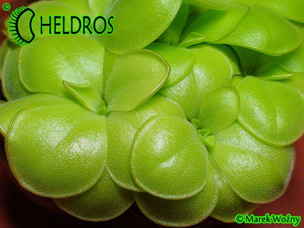 Tłustosz Pinguicula mirandae - south of Tehuacan, Oaxaca, Mexico, 1802 m