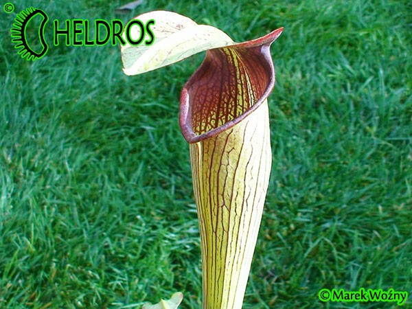 MK A21
Sarracenia Alata var. rubrioperculata. Heavy veined, red lid and throat. Perry County, MS W