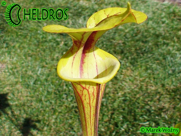 MK F83 Sarracenia Flava var. rubricorpora, Holley, FL,WF36B,PM Red tube, Plant has a prominent throat patch.
