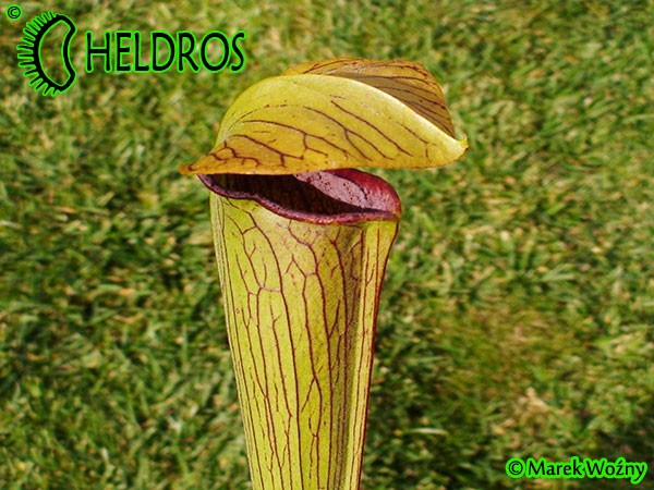 MK A26 Sarracenia Alata var. rubrioperculata. Red lid,very tall strong olive green pitchers,going darker by Autumn, throat black. De Soto National Forest. W PM 1994