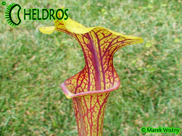 MK F86 Sarracenia Flava var. ornata, Cooks Carnivorous Plants