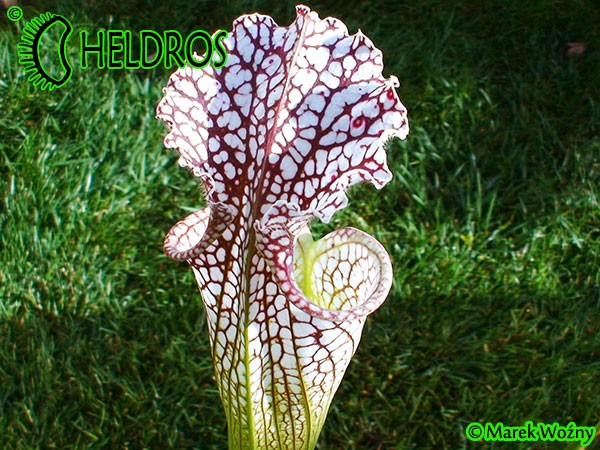 MK L65 Sarracenia Leucophylla Red  white, Marston Exotics. Large pitchers similar to the L19 clone.