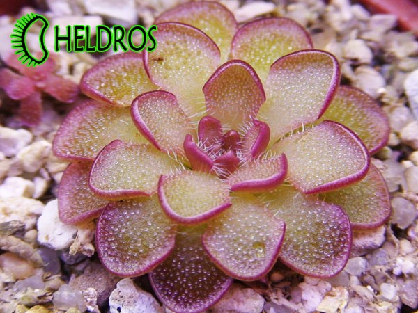 TŁUSTOSZ PINGUICULA KONDOI