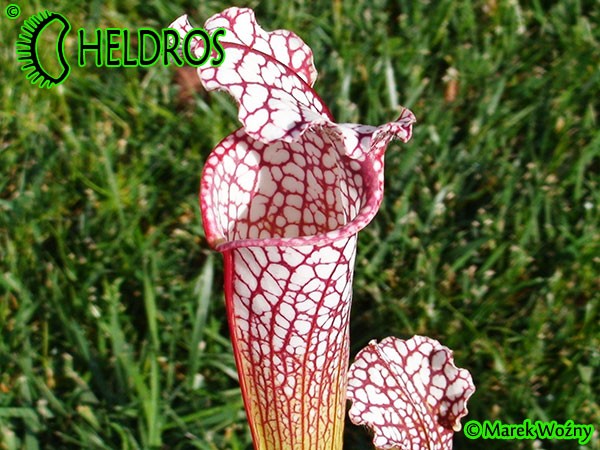MK L19 Sarracenia Leucophylla Purple and white giant form, Route 71,Nr Altha, N.Florida,W,AH