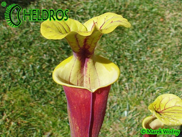 MK F26 Sarracenia Flava var. rubricorpora Burgundy,The actual clone from Adrian Slacks book Insect Eating plants and how to grow them, Tall pitchers, pale tan interior.