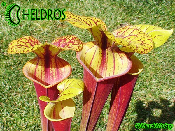 MK F76 Sarracenia Flava var. rubricorpora,Apalachicola National Forest, FL. W,F36,JA