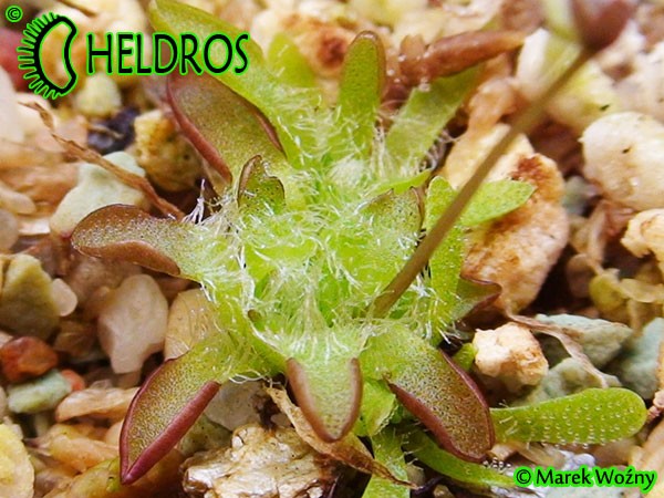 Pinguicula Immaculata