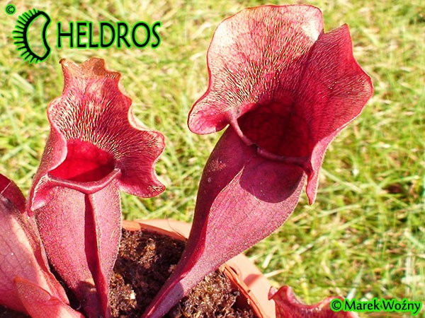 Kapturnica Sarracenia Purpurea subsp. Venosa - All Red Form