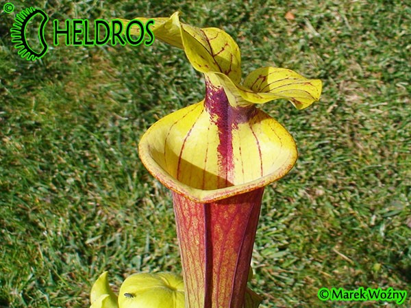 MK F97 Sarracenia Flava var. rubricorpora, Giant red tube, Apalachicola National Forest, FL W,F14,JA