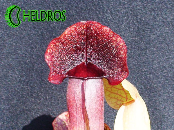 Kapturnica SARRACENIA x BARBAPAPA