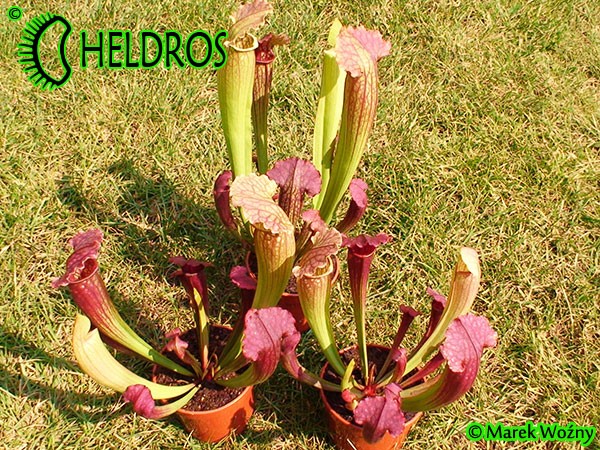 Kapturnica Sarracenia FIONA