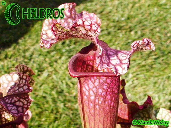 MK H40 Sarracenia x Victoria Morley. SMo, Attractive pink topped cultivar.