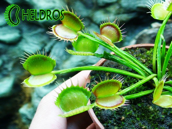 Dionaea Muscipula Muchołówka VFT FREAK