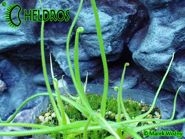 Pinguicula Tłustosz Heterophylla La Cienega