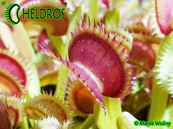 Dionaea Muscipula muchołówka DRACULA