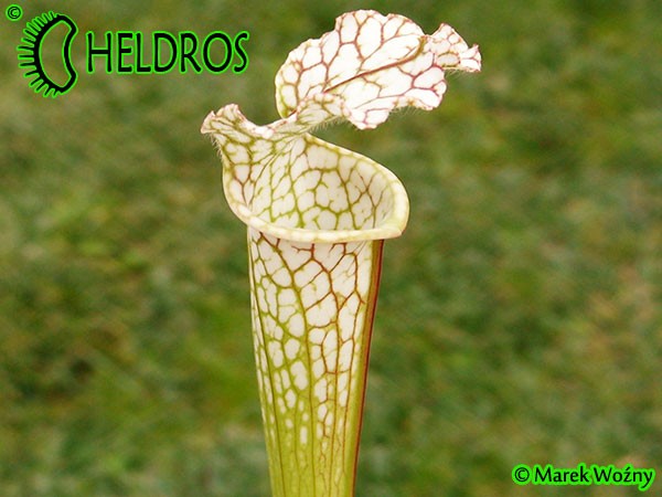Sarracenia Leucophylla, Adrian Slack clone