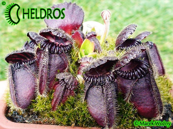Cefalotus cephalotus eden black