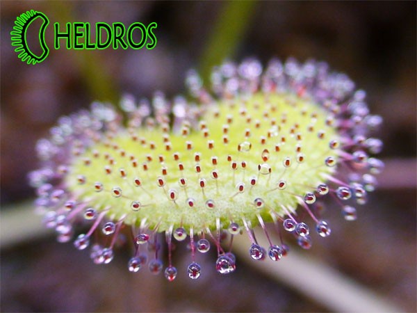 Rosiczka PROLIFERA - owadożerny liść / Drosera PROLIFERA carnivorous leaf.