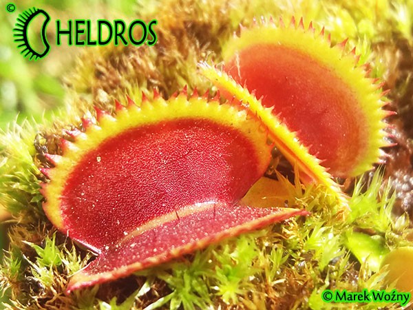 Dionaea Muscipula Muchołówka GIANT CLAM