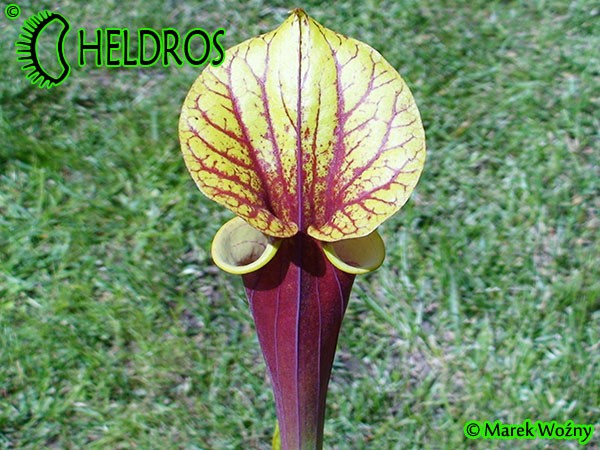 MK F20 Sarracenia Flava var. rubricorpora Giant red tube, Apalachicola National Forest FL,W,F37,JA