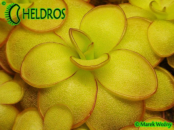 Tłustosz pinguicula ibarrae