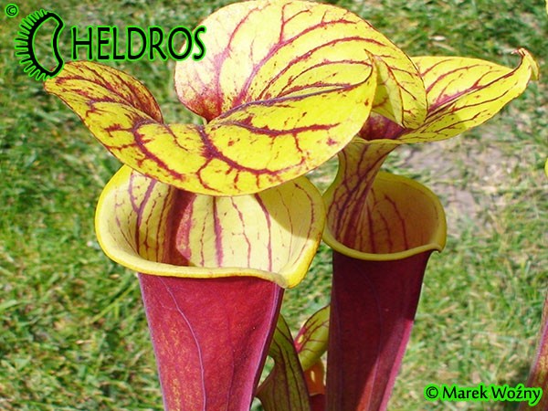 MK F45 Sarracenia Flava var. rubricorpora, Purple tube, Milton, FL., Santa Rosa Co., WS,Very dark,especially in throat