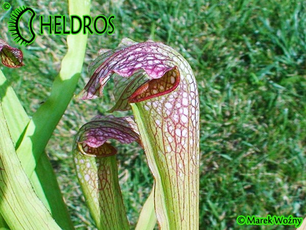 MK H165 Sarracenia x excellens John Wilden 2004
