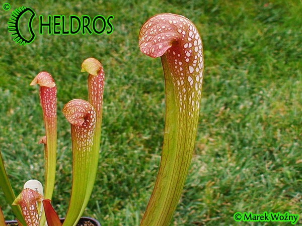 MK H65 Kapturnica Sarracenia x Judy MB 2003