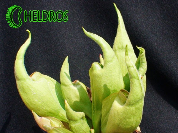 Kapturnica SARRACENIA x SMURF