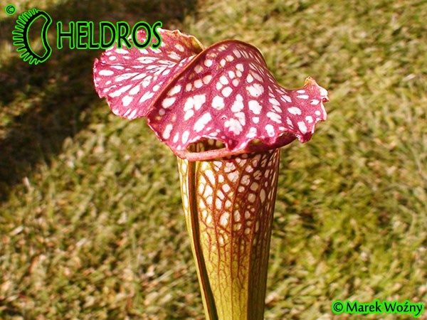 MK H152 Sarracenia x excellens Eddie Bates 2005