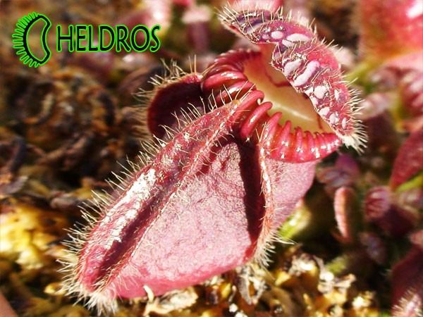 Cefalotus Bukłakowaty - CEPHALOTUS FOLLICULARIS