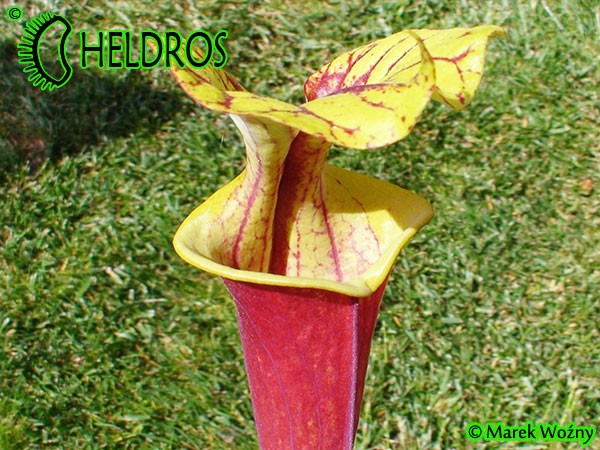 MK F213 Sarracenia Flava var. rubricorpora NC Form 2,AH SM 2006