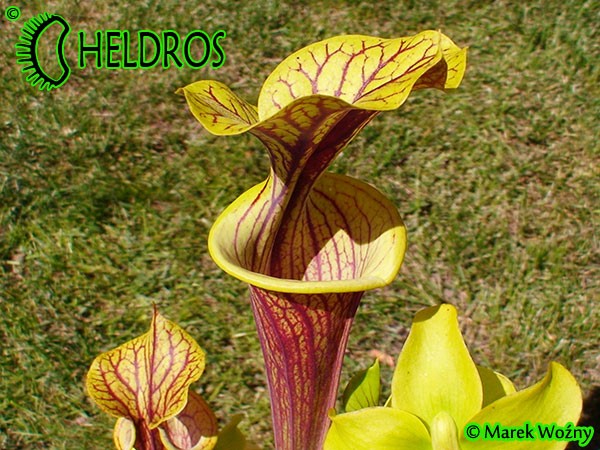 RvL-FL09 Kapturnica Sarracenia Flava var. ornata heavy veined PWilson F38