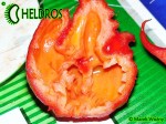 Carolina Reaper HP22B chili hot pepper - papryka najostrzejsza na świecie